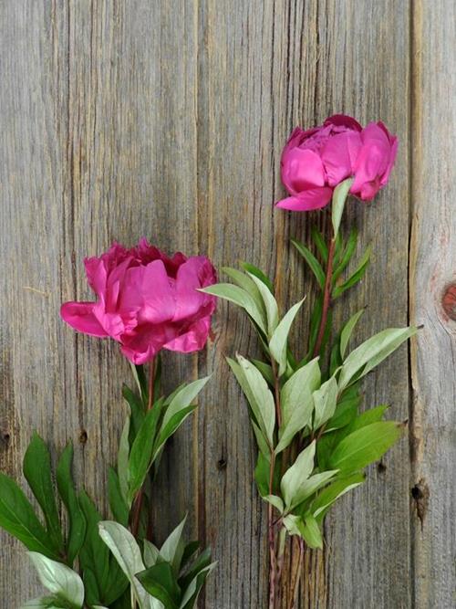 KANSAS  DARK PINK PEONIES